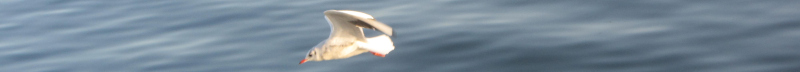 fliegender Vogel