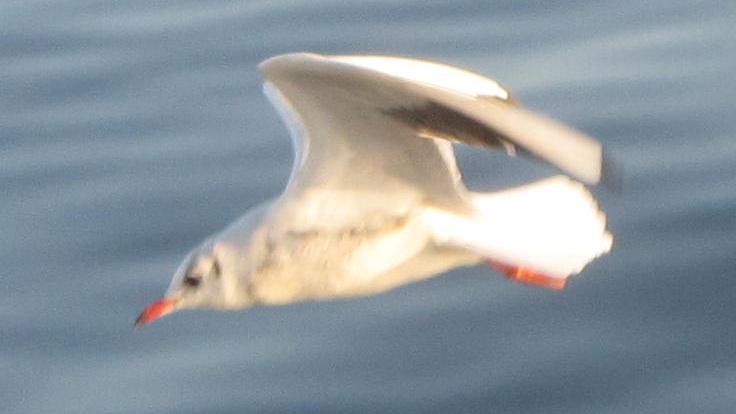 Bild mit fliegendem Vogel